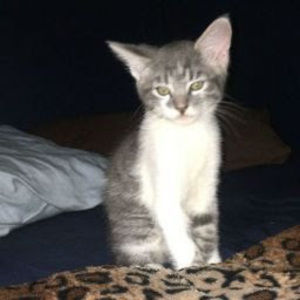 Meet your Posher, Chris